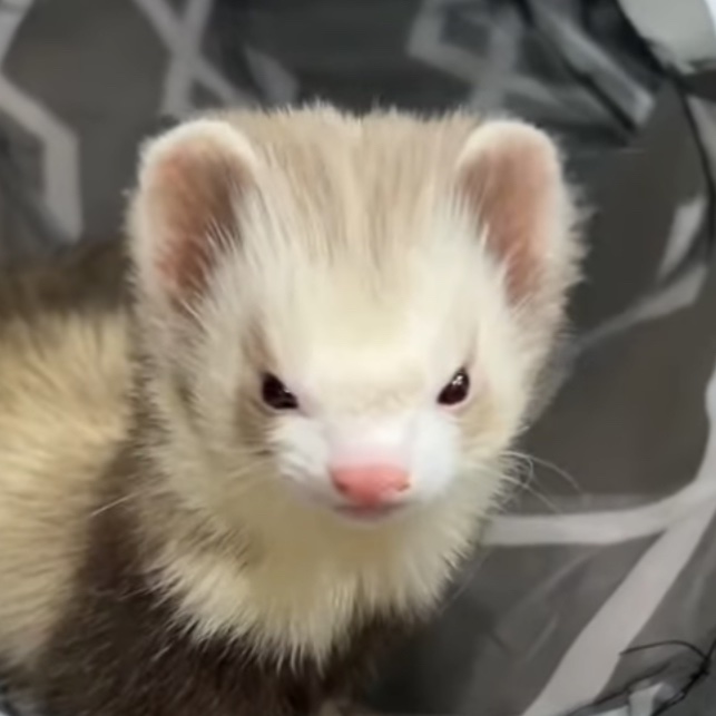 seungjinsung meal tweet media