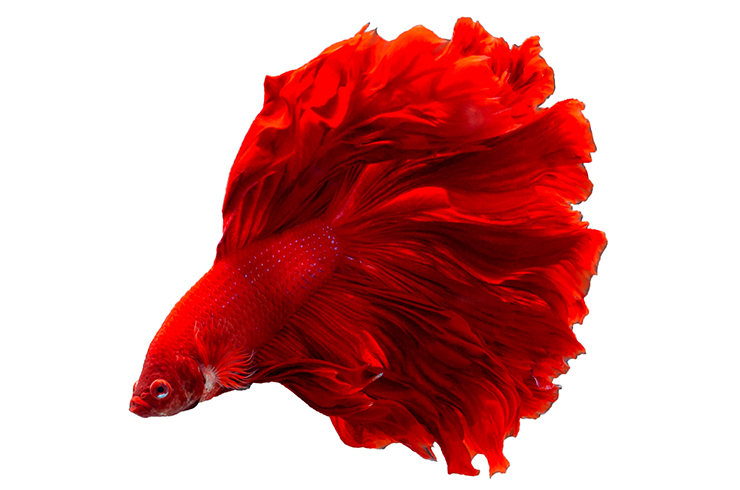 SeaWolf Home | Jundori mother tweet media