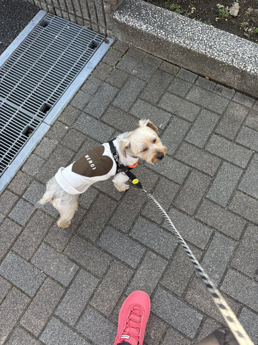 erico（Ellie GateGolden） tweet media