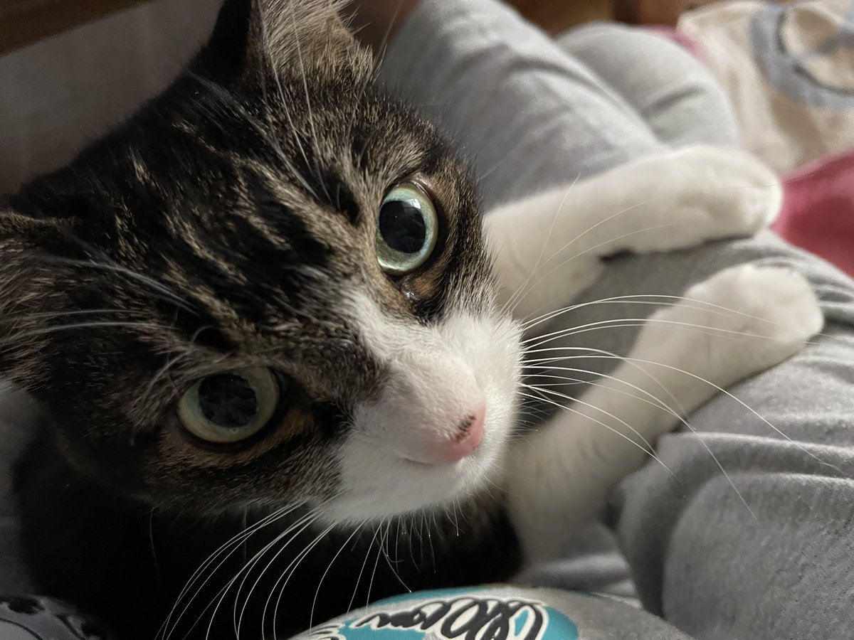 KUROCAT tweet media