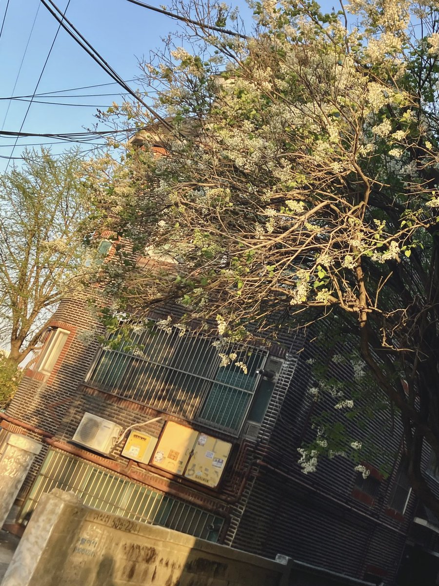 황벼리 tweet media
