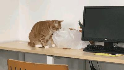 Pat rick tweet media