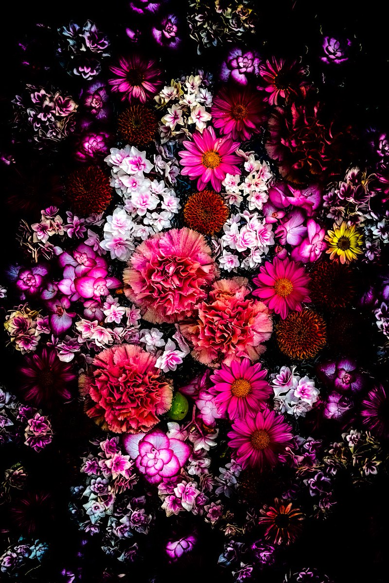 supremeさんの写真部屋 tweet media