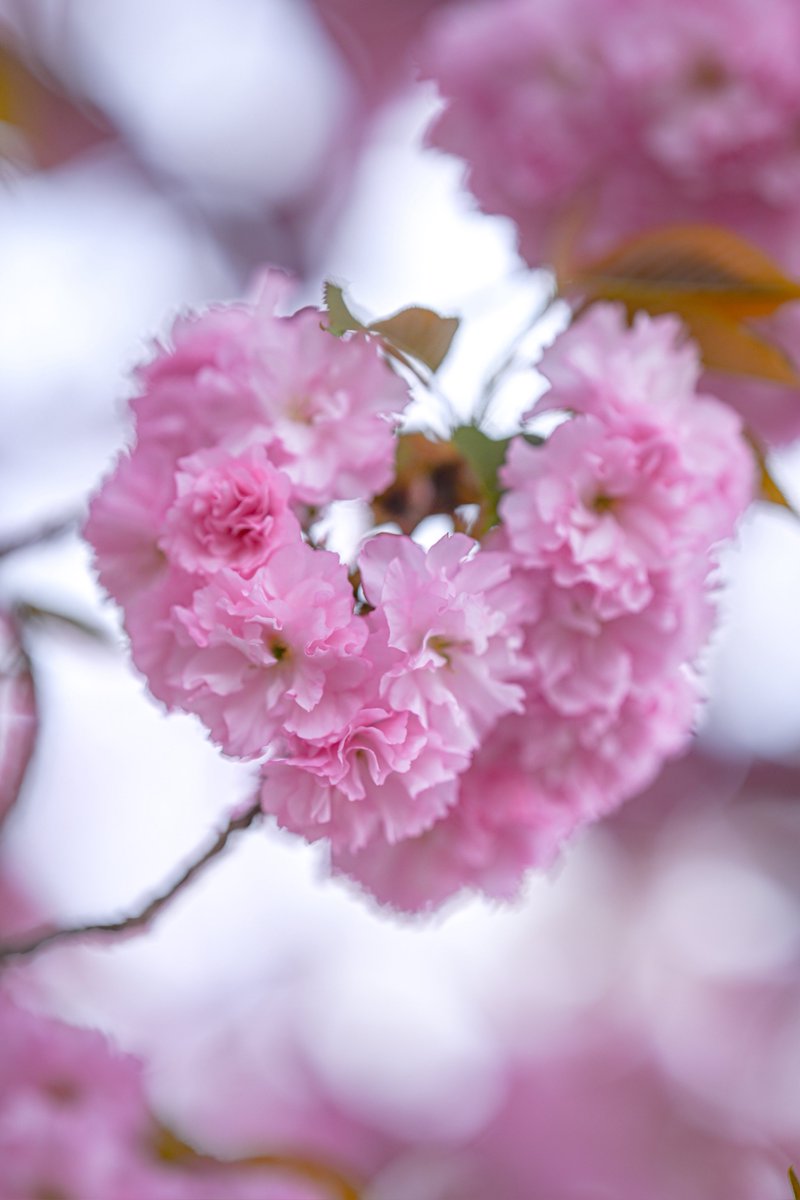 supremeさんの写真部屋 tweet media