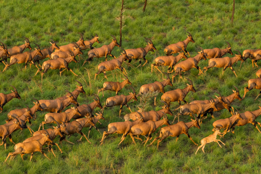 EyeRadioJuba's tweet photo. The government has officially opened Boma National Park to local and international tourists, marking a major effort to jumpstart #SouthSudan’s eco-tourism sector - #SSOX https://t.co/3TIjVul1Kk https://t.co/UamQ05WFt0
