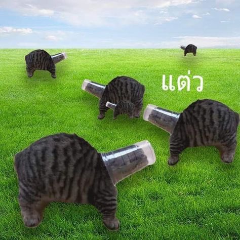 jammy(แม่รักกมกมสุดหัวใจ 100%)💚🩷 tweet media