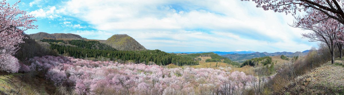 soma0621's tweet photo. 桜峠 https://t.co/fhgwtCb0gU
