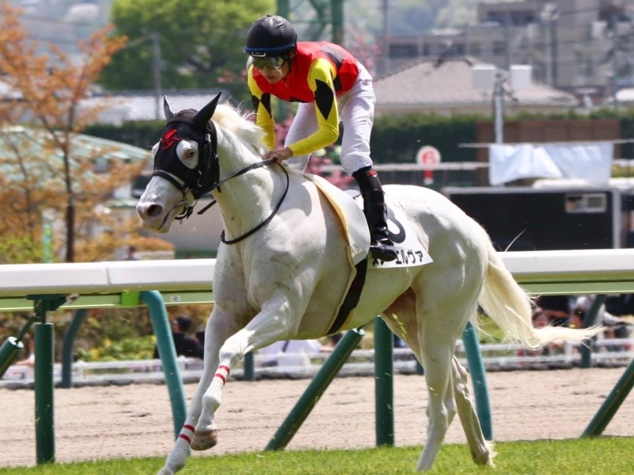 【公式】アオラキfamily tweet media