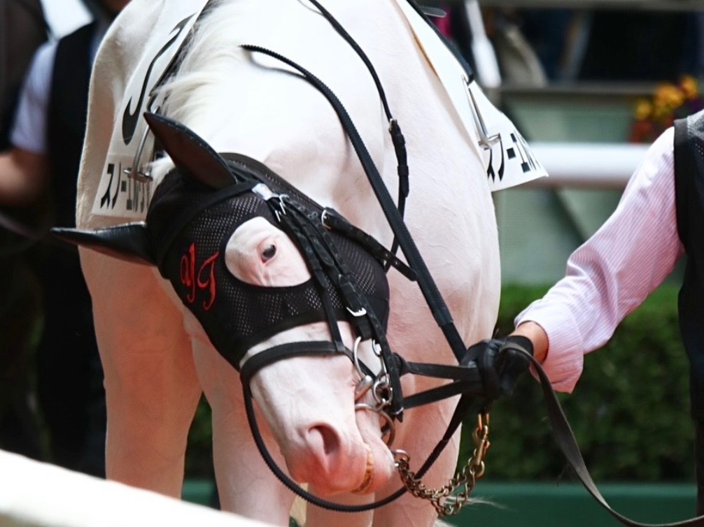 【公式】アオラキfamily tweet media