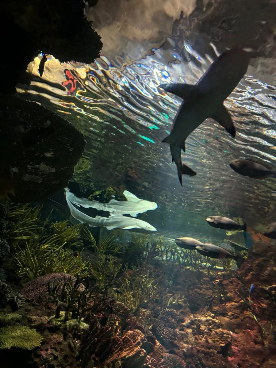 Priya4875's tweet image. Exploring the wonders of the ocean 🌊🐠! From the mesmerizing jellyfish to the graceful sharks swimming above, visiting an aquarium is always an amazing experience. full of vibrant marine life and breathtaking creatures.   #AquariumAdventure #MarineLife #UnderwaterWorld