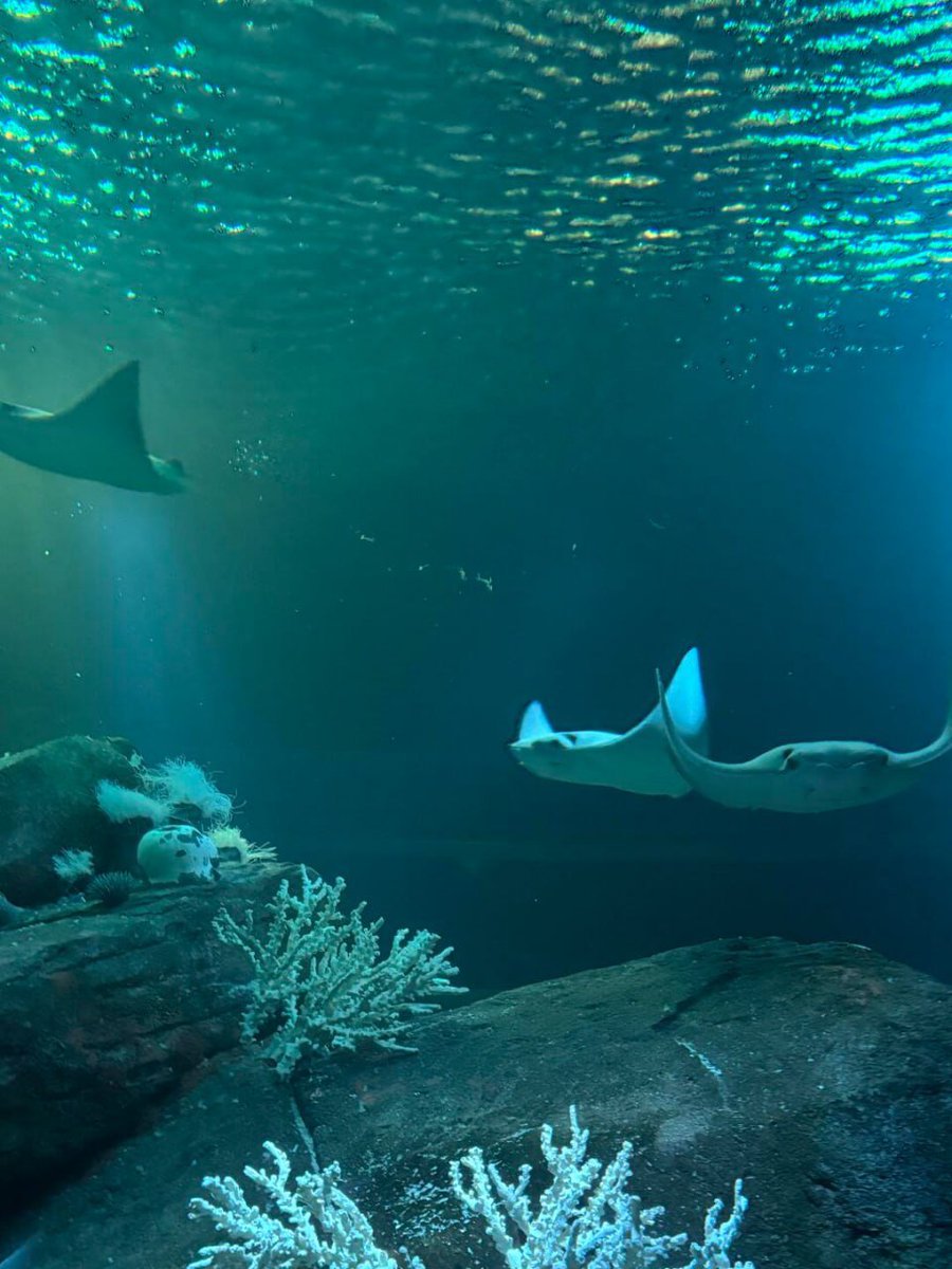 Priya4875's tweet image. Exploring the wonders of the ocean 🌊🐠! From the mesmerizing jellyfish to the graceful sharks swimming above, visiting an aquarium is always an amazing experience. full of vibrant marine life and breathtaking creatures.   #AquariumAdventure #MarineLife #UnderwaterWorld