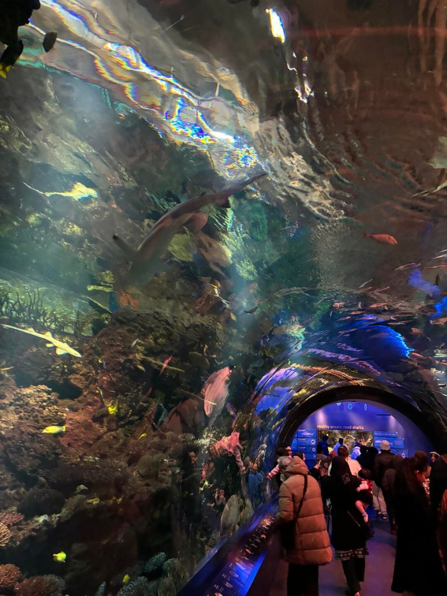 Priya4875's tweet image. Exploring the wonders of the ocean 🌊🐠! From the mesmerizing jellyfish to the graceful sharks swimming above, visiting an aquarium is always an amazing experience. full of vibrant marine life and breathtaking creatures.   #AquariumAdventure #MarineLife #UnderwaterWorld