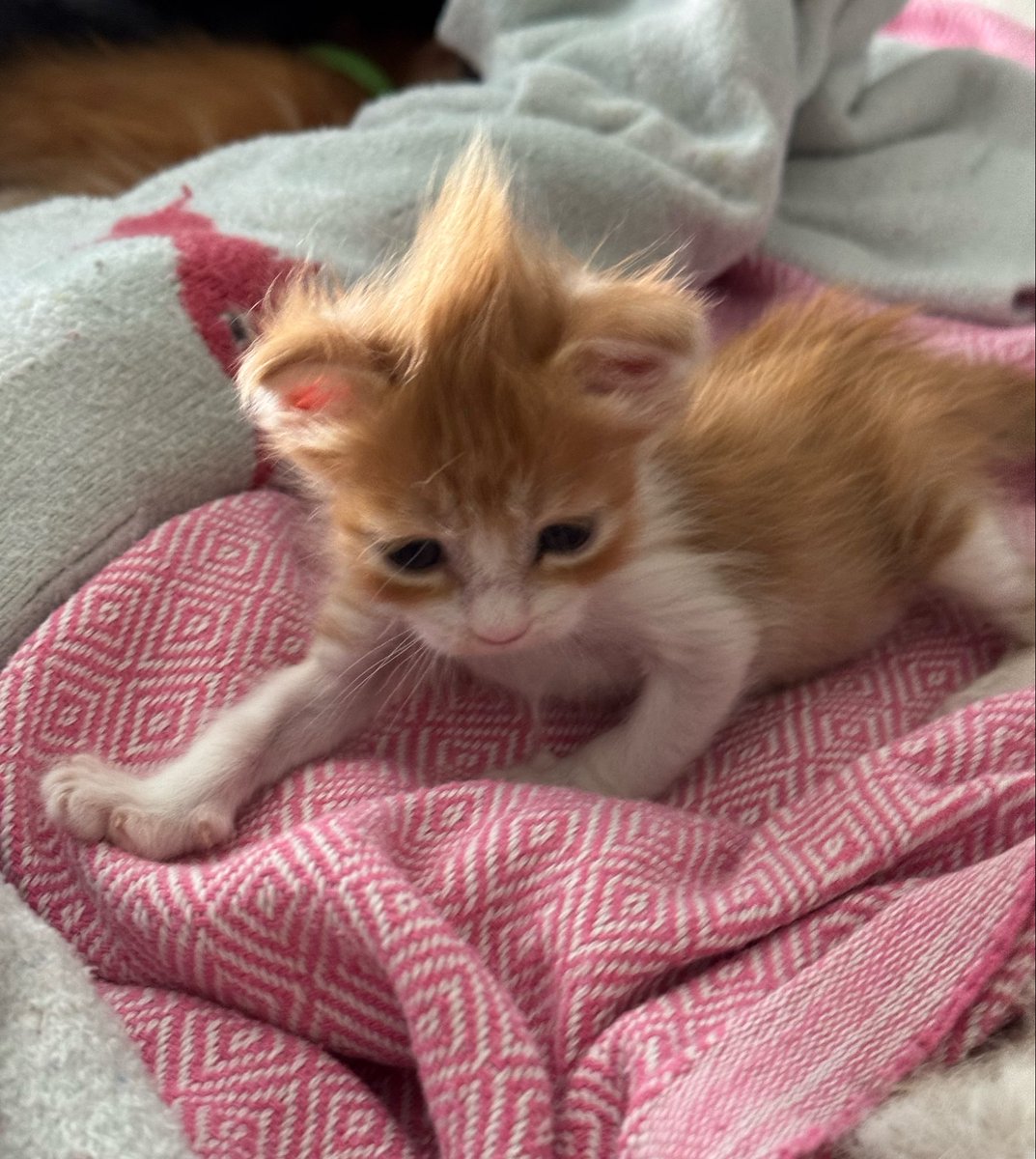 ターニャ🐈 tweet media