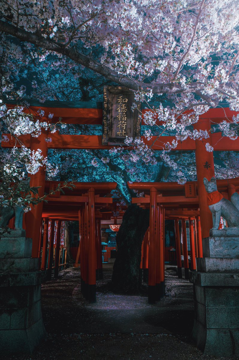 名古屋の市街地にひっそりとある桜の神社、ライトアップで幻想郷の入口みたいになってる…