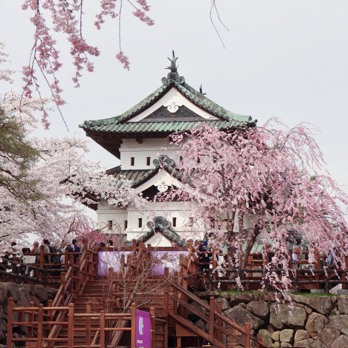 Dan5Okada's tweet image. 日本が舞台のオープンワールドレースゲーム #forzahorizon6 に超縮小版の弘前城があるんですが、現実の弘前城を世界中のプレイヤーに見ていただきたくて行ってきました🌸

製品版リリースに合わせてYouTubeに動画をUP予定です！
数年ぶりに行ったけど美し過ぎて感動した！
#fh6
#xbox