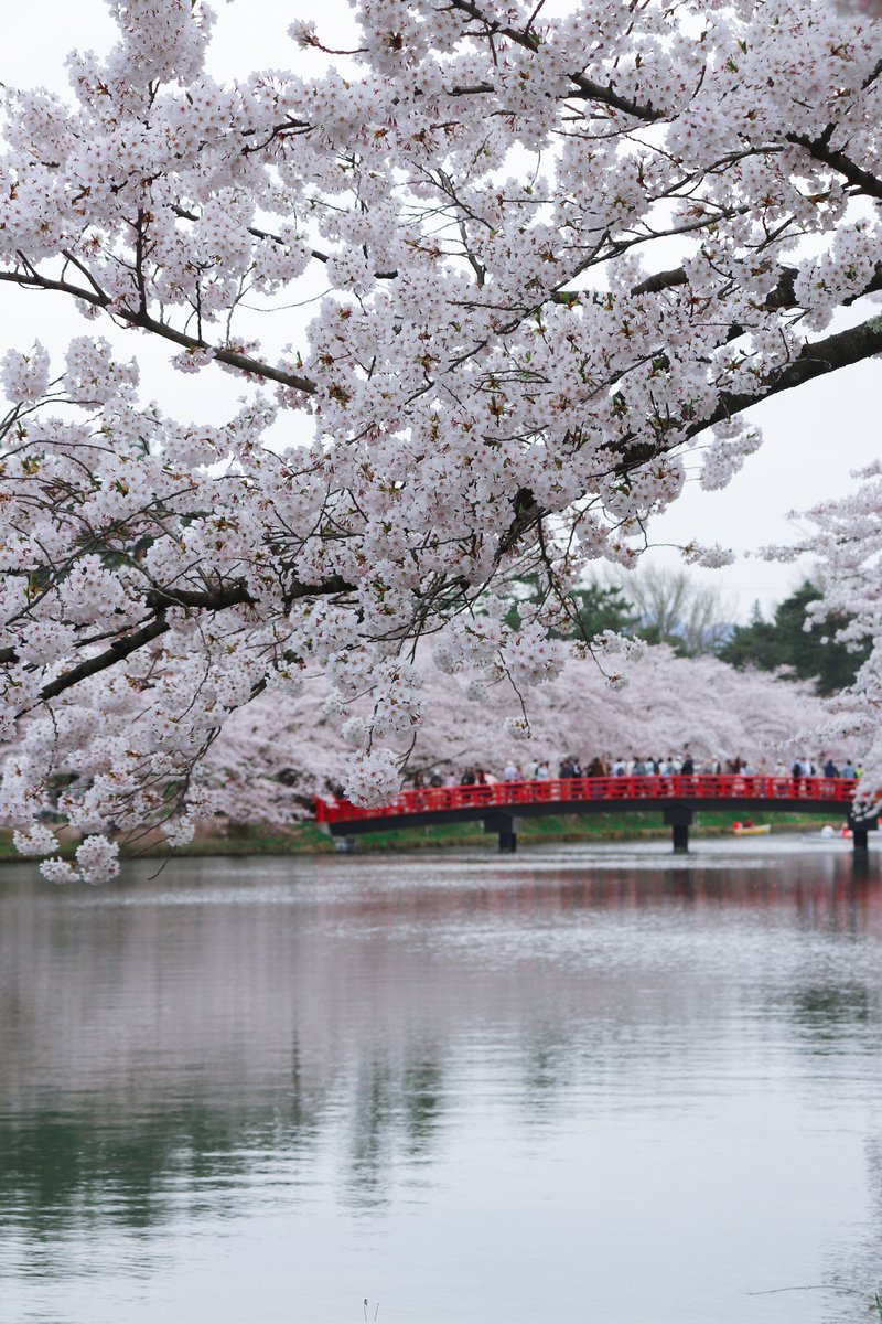 Dan5Okada's tweet image. 日本が舞台のオープンワールドレースゲーム #forzahorizon6 に超縮小版の弘前城があるんですが、現実の弘前城を世界中のプレイヤーに見ていただきたくて行ってきました🌸

製品版リリースに合わせてYouTubeに動画をUP予定です！
数年ぶりに行ったけど美し過ぎて感動した！
#fh6
#xbox