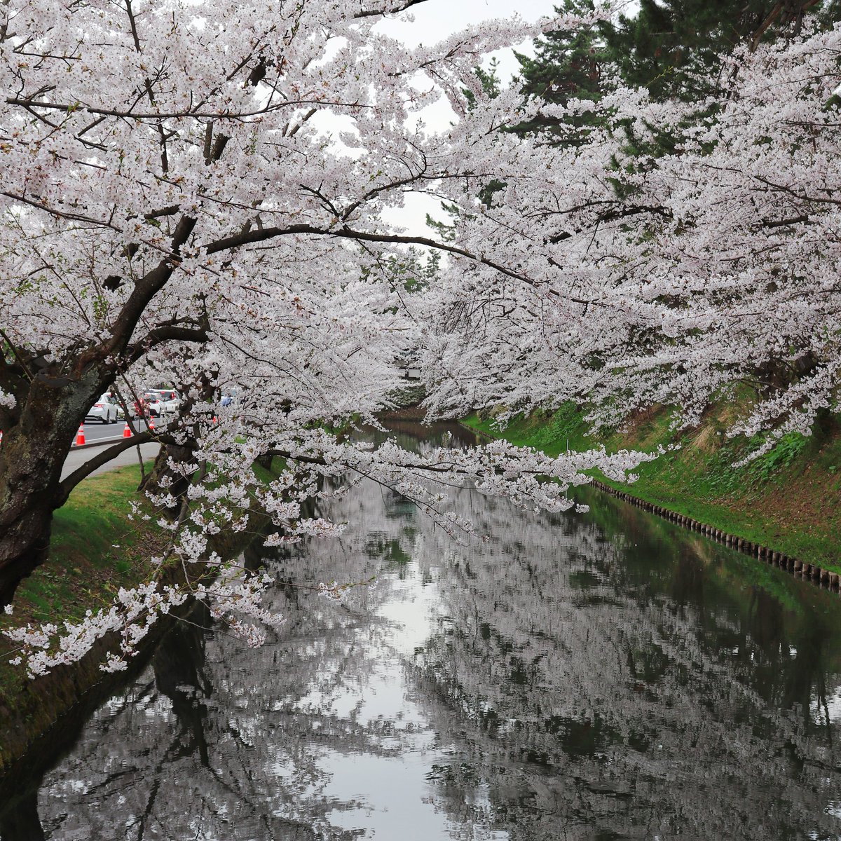 Dan5Okada's tweet image. 日本が舞台のオープンワールドレースゲーム #forzahorizon6 に超縮小版の弘前城があるんですが、現実の弘前城を世界中のプレイヤーに見ていただきたくて行ってきました🌸

製品版リリースに合わせてYouTubeに動画をUP予定です！
数年ぶりに行ったけど美し過ぎて感動した！
#fh6
#xbox