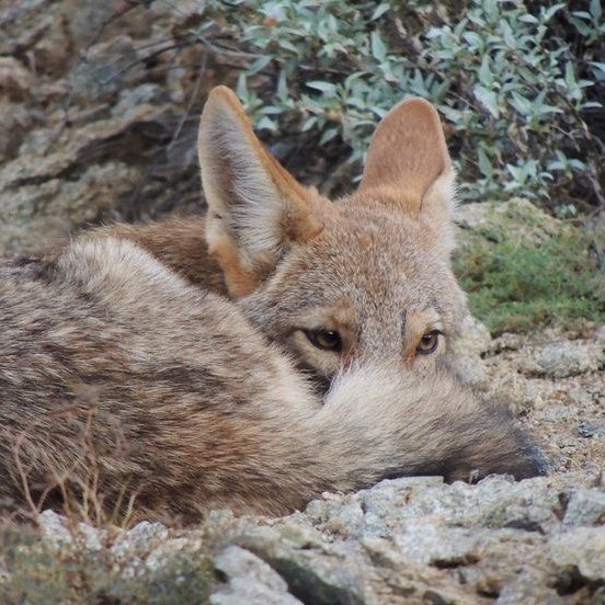 i need to go to bed but hear me out it 

if ryland is a fox

colt is a coyote