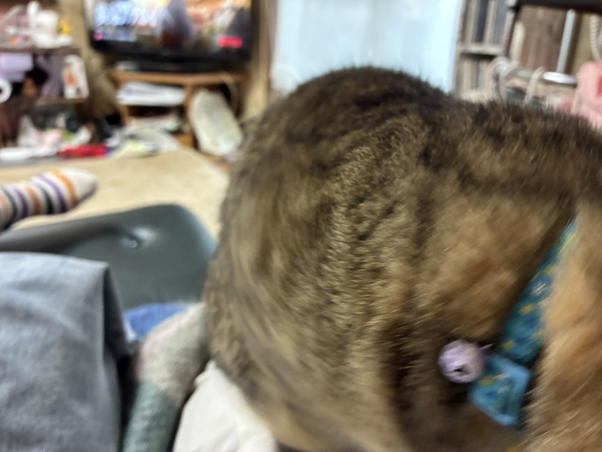 ホイテロート@5/6 東7 36a tweet media