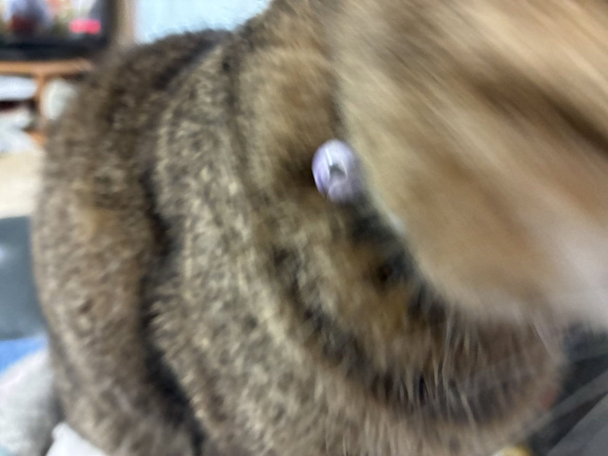 ホイテロート@5/6 東7 36a tweet media