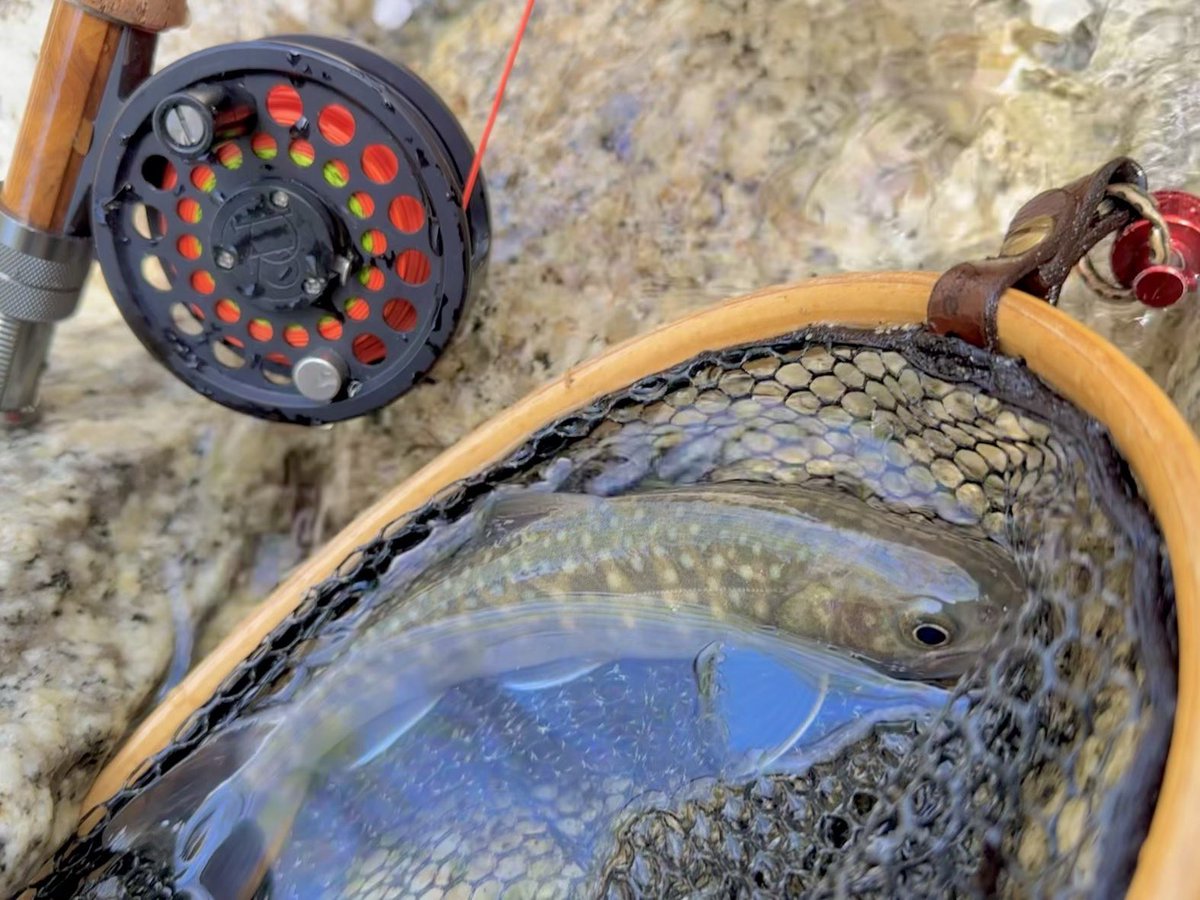 NPCOUTDOOR's tweet photo. 源流散歩⛰️
前半は久しぶりにスピニングで🎣
ベイトに慣れすぎてキャスト決まらない汗
後半はフライで🎣
源流細沢では木に絡まりあやとり祭り汗
サイズはイマイチでしたが数はぼちぼちで楽しめました😁🎣

#渓流釣り #週末冒険野郎 https://t.co/FtSlqHs2aF