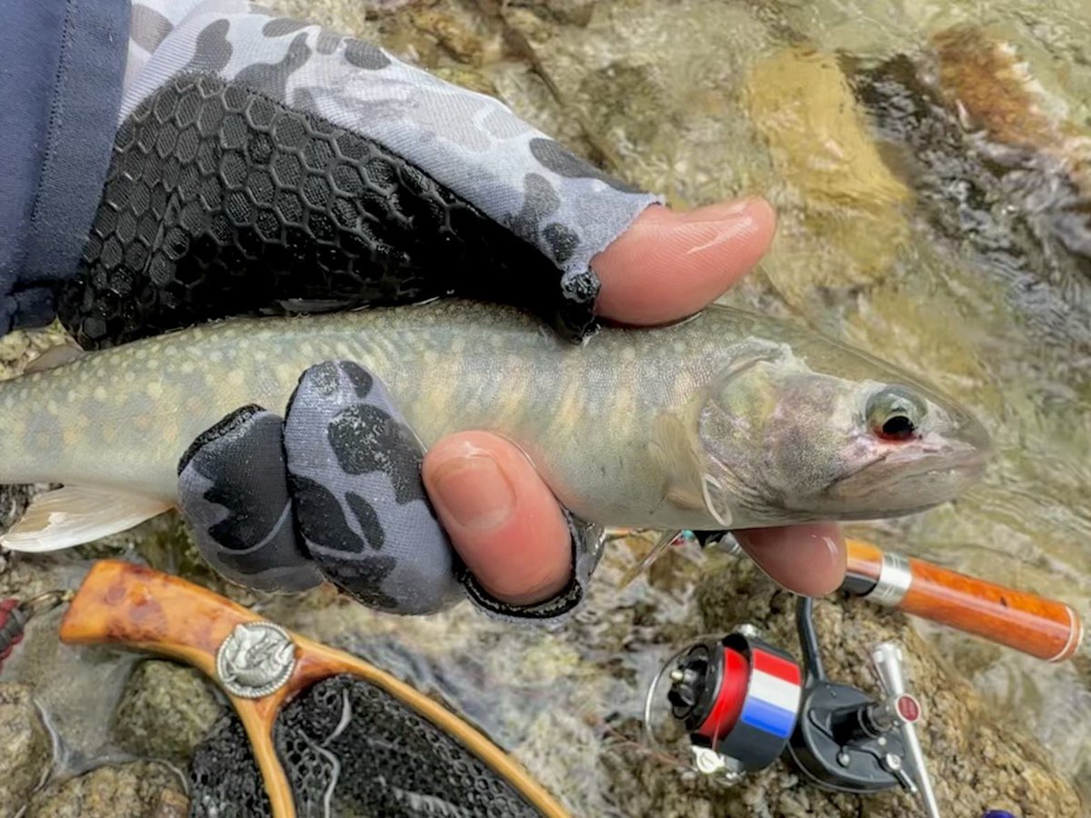 NPCOUTDOOR's tweet photo. 源流散歩⛰️
前半は久しぶりにスピニングで🎣
ベイトに慣れすぎてキャスト決まらない汗
後半はフライで🎣
源流細沢では木に絡まりあやとり祭り汗
サイズはイマイチでしたが数はぼちぼちで楽しめました😁🎣

#渓流釣り #週末冒険野郎 https://t.co/FtSlqHs2aF