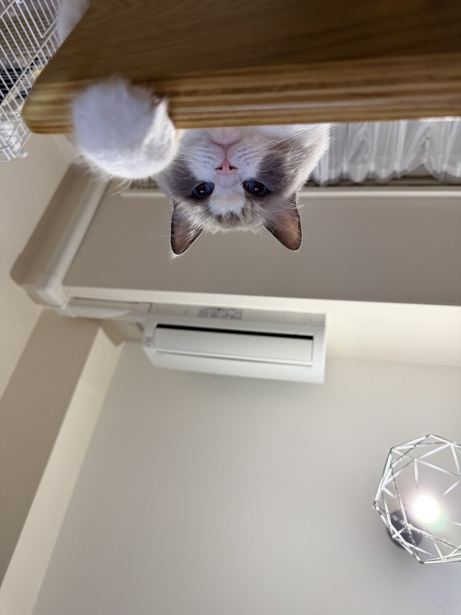 猫好き