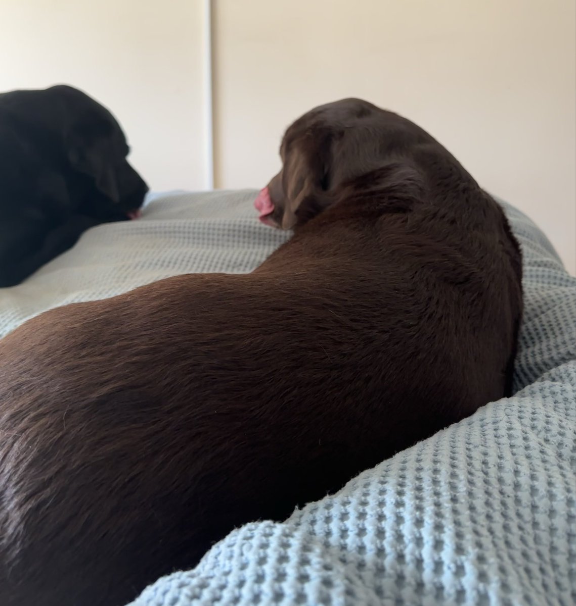 nellandsara's tweet image. Labradors Harriet and Dave are having a serious conversation before they watch Saturday Kitchen.

conversationswithnell.org/2026/04/18/sat…

#dogs #labs #conversation #saturday #saturdaykitchen