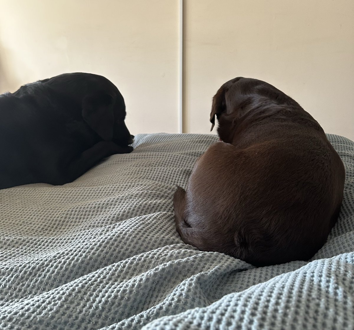 nellandsara's tweet image. Labradors Harriet and Dave are having a serious conversation before they watch Saturday Kitchen.

conversationswithnell.org/2026/04/18/sat…

#dogs #labs #conversation #saturday #saturdaykitchen