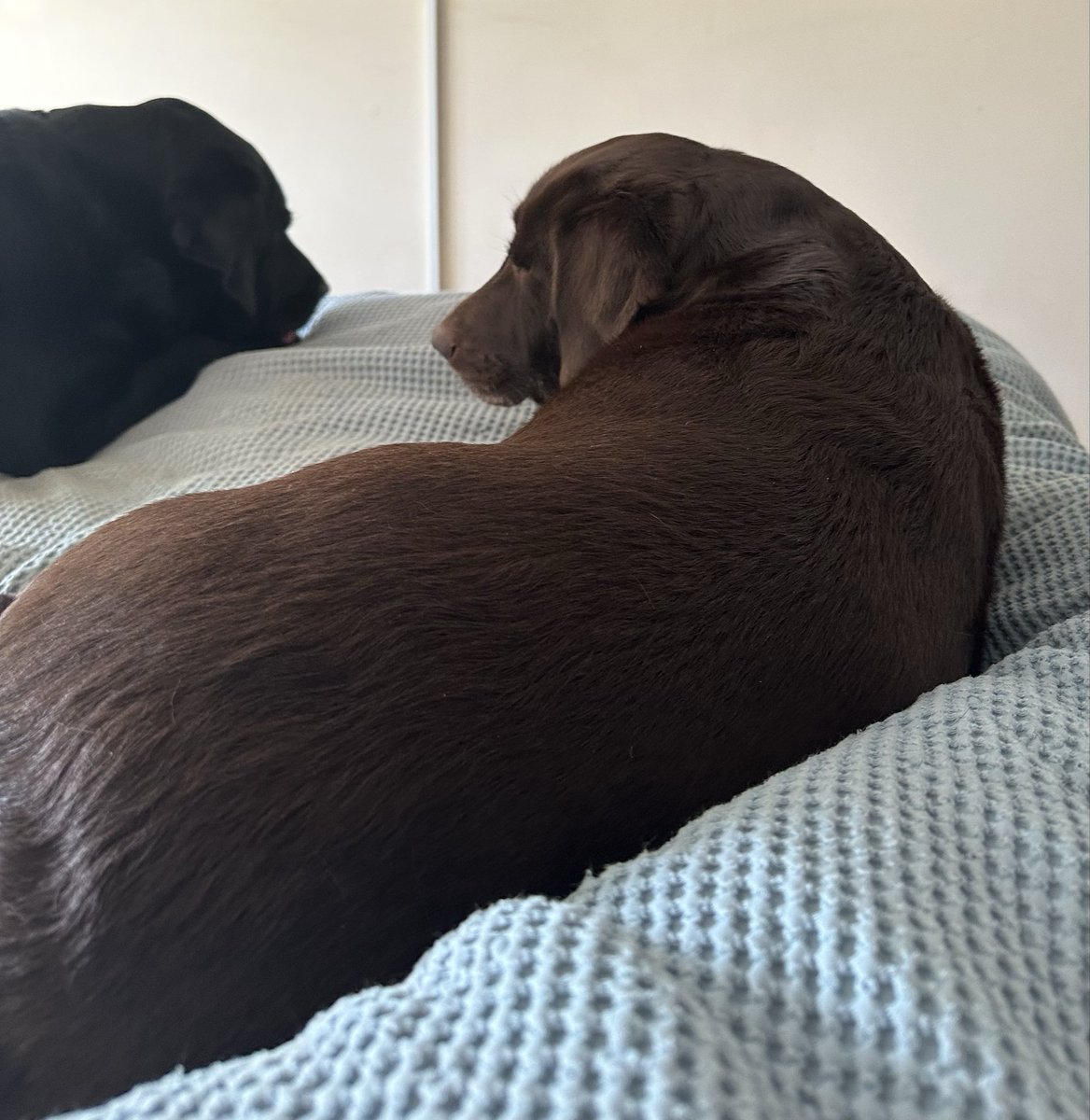 nellandsara's tweet image. Labradors Harriet and Dave are having a serious conversation before they watch Saturday Kitchen.

conversationswithnell.org/2026/04/18/sat…

#dogs #labs #conversation #saturday #saturdaykitchen