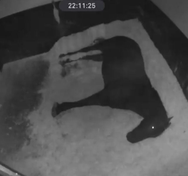 i really like when horses do this