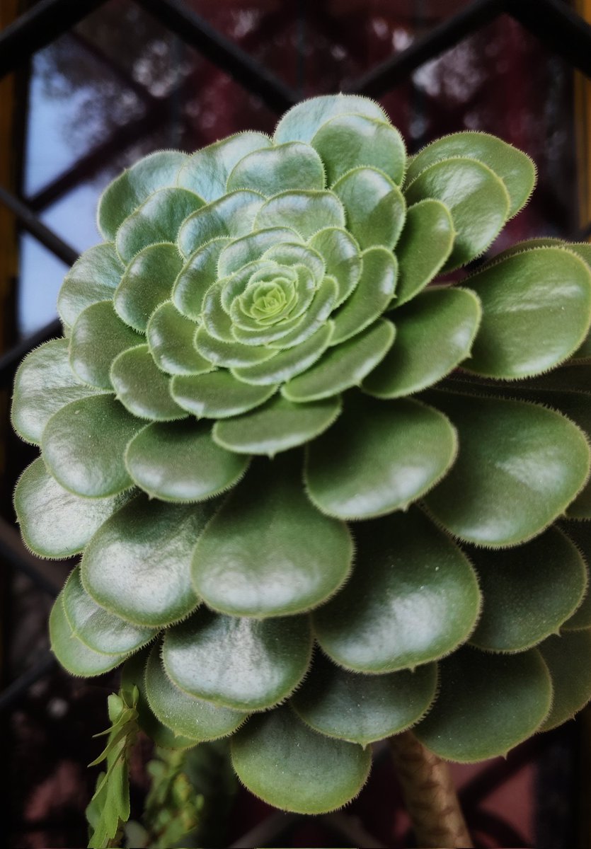ThoorigaiMazhai's tweet photo. Unknown flowers.
Unfamiliar lands.
That’s where photography
finds peace.
This is mine 👇
#Kk_Clicks
#OrnamentalKale, #OrnamentalCabbage.
#Aeoniumhaworthii
#pinwheel https://t.co/EGQugvH2Uh