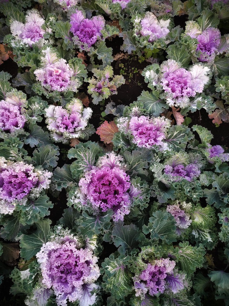 ThoorigaiMazhai's tweet photo. Unknown flowers.
Unfamiliar lands.
That’s where photography
finds peace.
This is mine 👇
#Kk_Clicks
#OrnamentalKale, #OrnamentalCabbage.
#Aeoniumhaworthii
#pinwheel https://t.co/EGQugvH2Uh