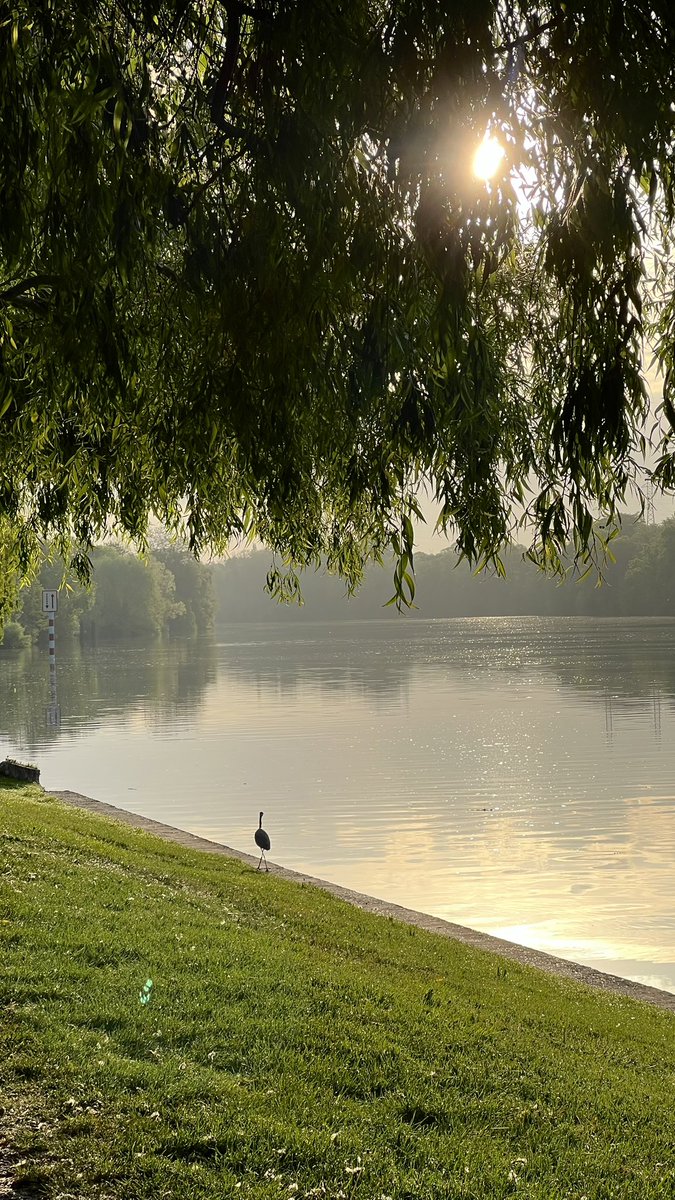 🇩🇿 tweet media