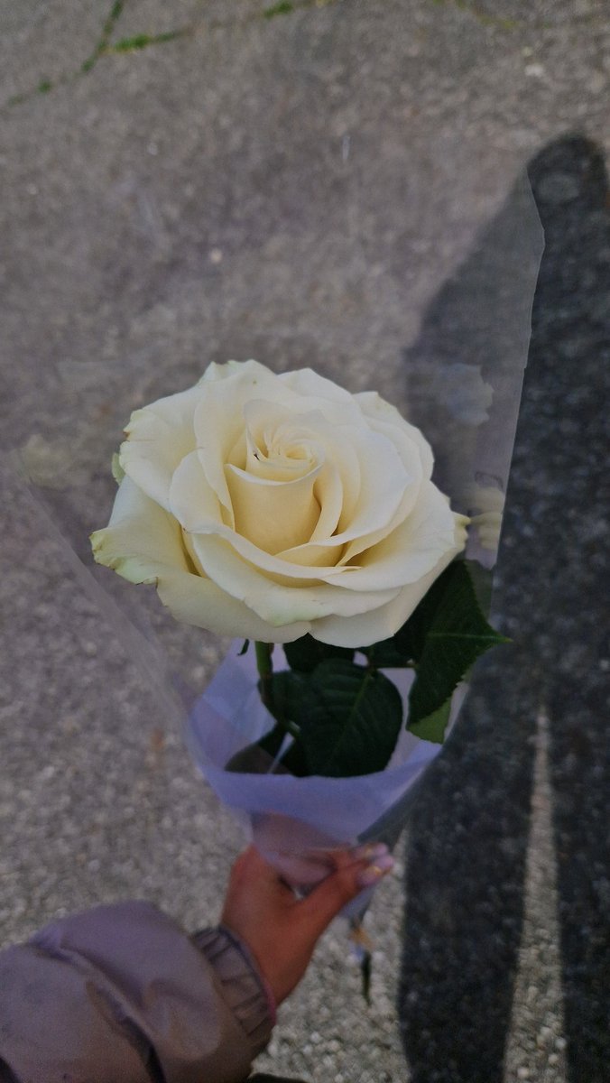 Jusoulb's tweet image. Une des fleurs qui me représente et que je mérite de m'offrir 🤍

Symbole de bonté, de générosité, de franchise et de paix 🌹

#flower #fleur #rose #roseblanche #paix