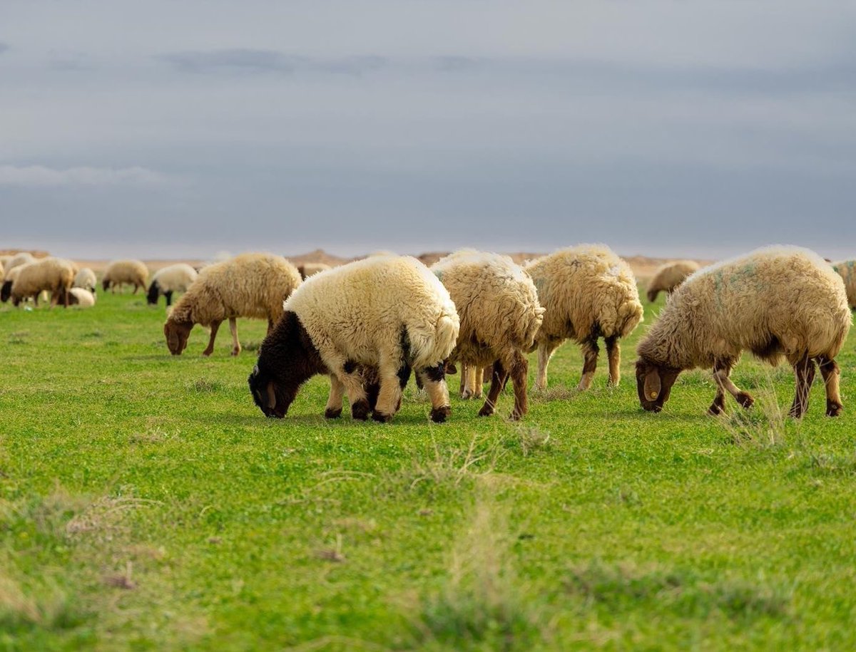 TSP_Geographic's tweet photo. الربيع في أطراف مدينة رفحاء بمنطقة الحدود الشمالية، السعودية 🇸🇦 ..

Springtime on the outskirts of Rafha city in the Northern Borders region, Saudi Arabia https://t.co/pszBwAGJrt