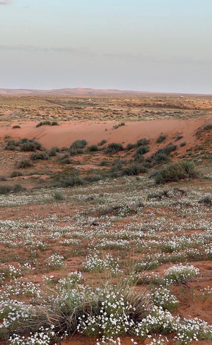 الربيع في أطراف مدينة رفحاء بمنطقة الحدود الشمالية، السعودية 🇸🇦 ..

Springtime on the outskirts of Rafha city in the Northern Borders region, Saudi Arabia