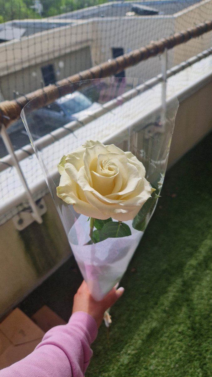 Jusoulb's tweet image. Une des fleurs qui me représente et que je mérite de m'offrir 🤍

Symbole de bonté, de générosité, de franchise et de paix 🌹

#flower #fleur #rose #roseblanche #paix
