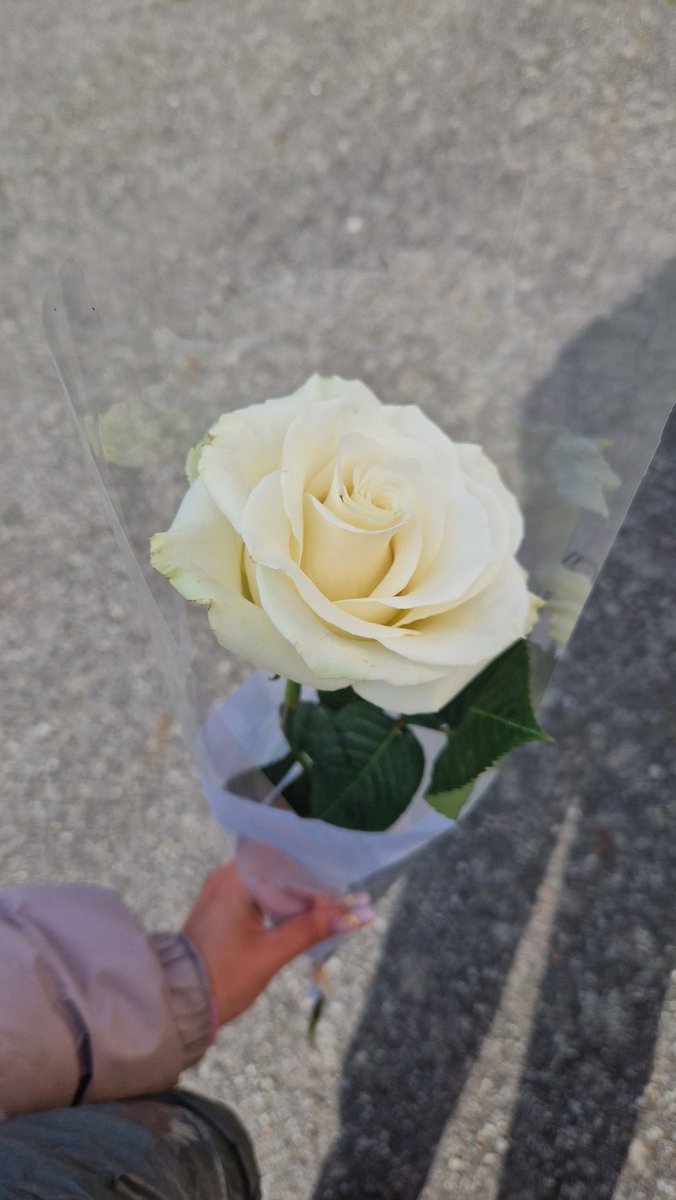 Jusoulb's tweet image. Une des fleurs qui me représente et que je mérite de m'offrir 🤍

Symbole de bonté, de générosité, de franchise et de paix 🌹

#flower #fleur #rose #roseblanche #paix