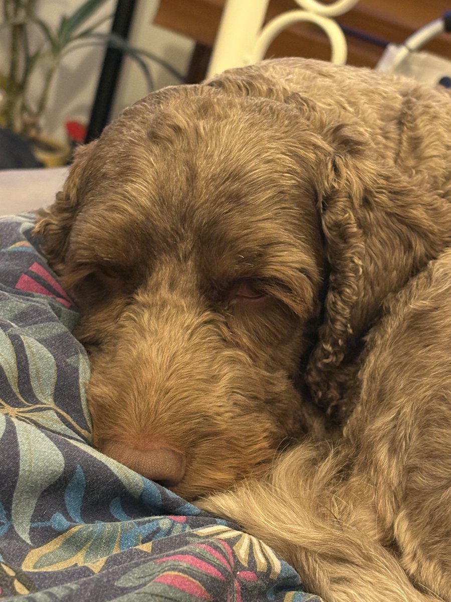 All this scratching is making me itch! tweet media