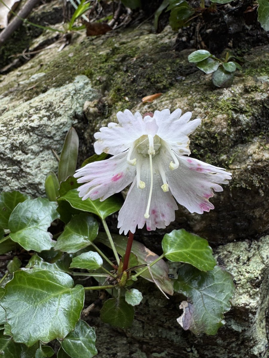 nd4rh's tweet photo. 鎌ヶ岳に行って来ました

お山は花でいっぱいでした
すれ違った方々もみんな笑顔
楽しい山歩き！🌱 https://t.co/prR0C037qL