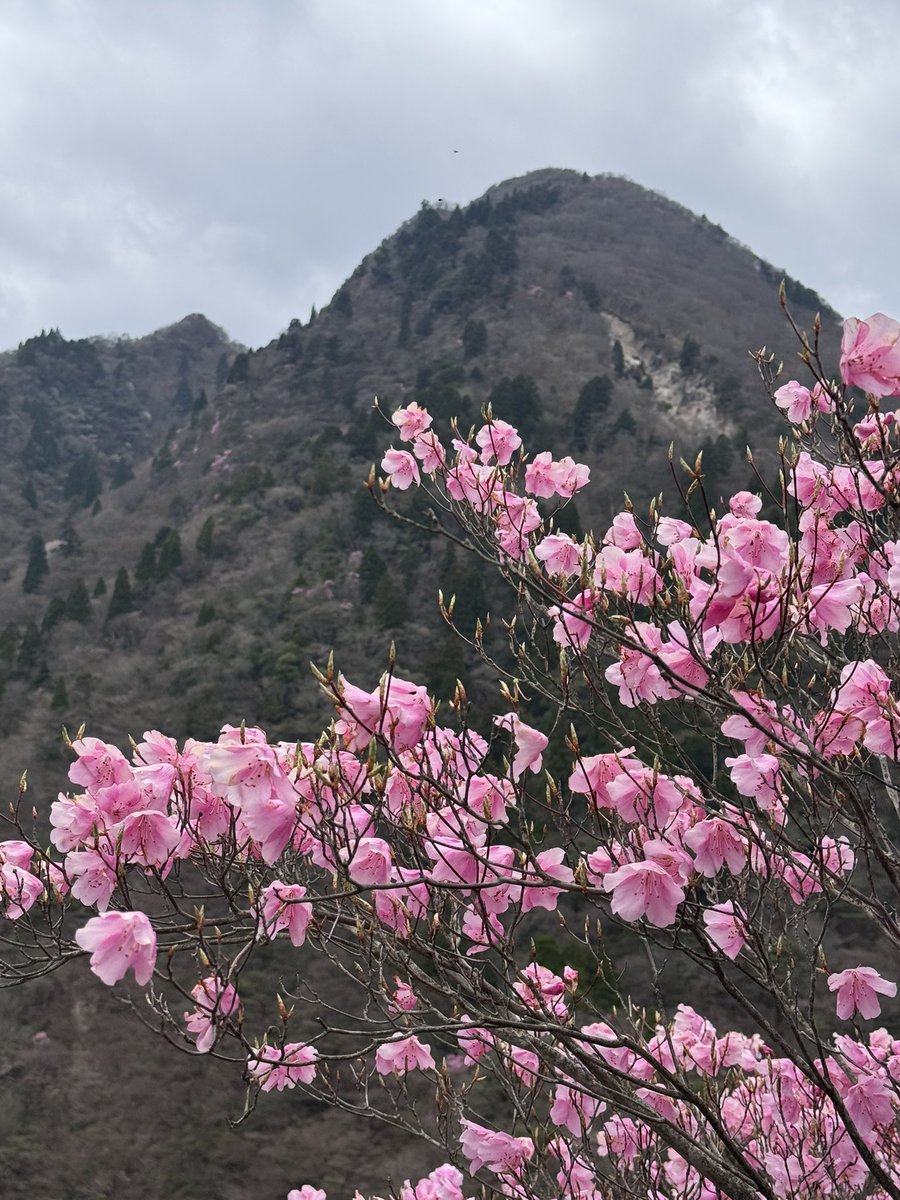 nd4rh's tweet photo. 鎌ヶ岳に行って来ました

お山は花でいっぱいでした
すれ違った方々もみんな笑顔
楽しい山歩き！🌱 https://t.co/prR0C037qL