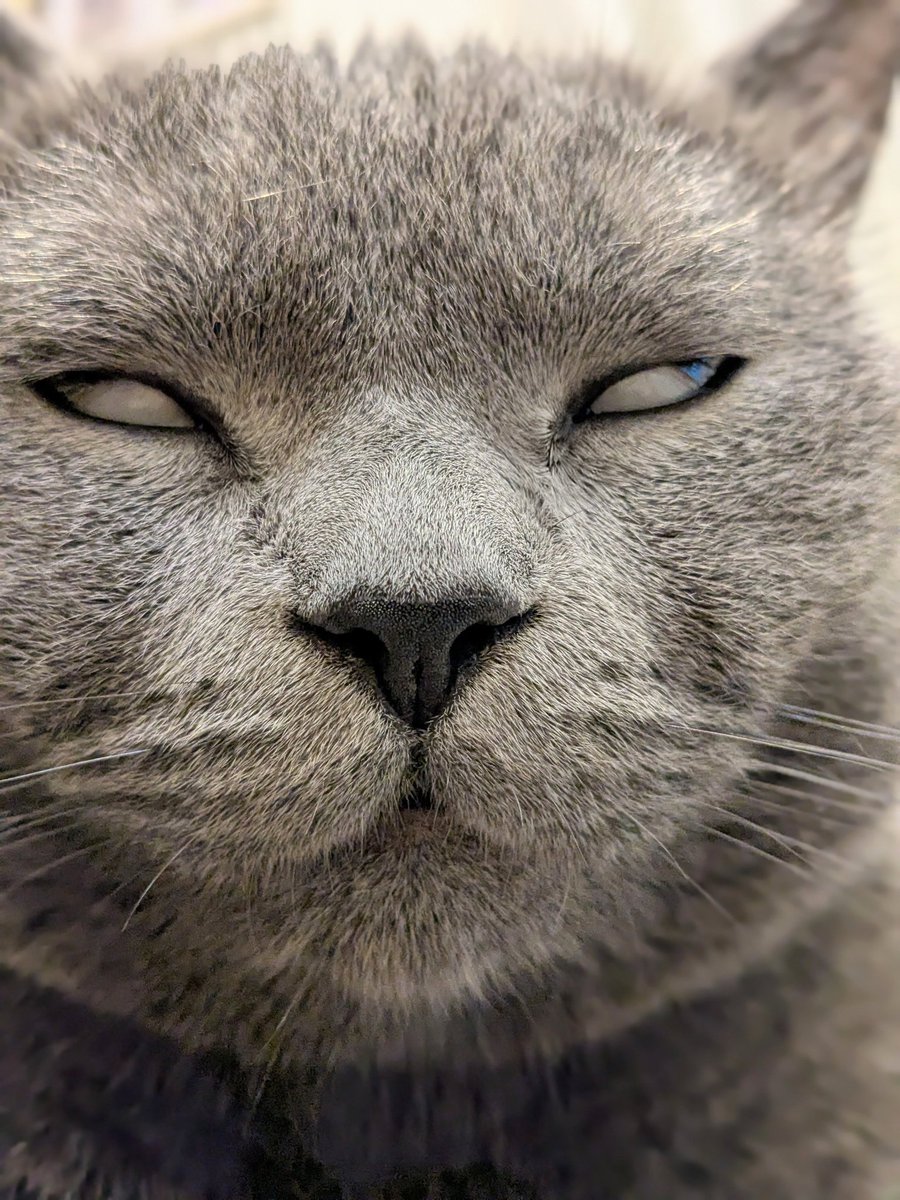 た ぬ を tweet media