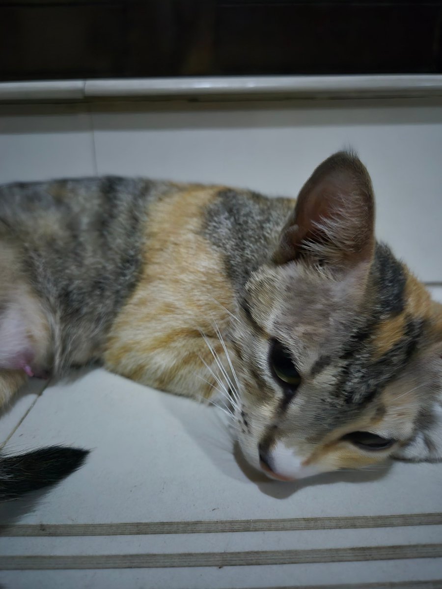 nostalgicgareth (ai/acc) tweet media