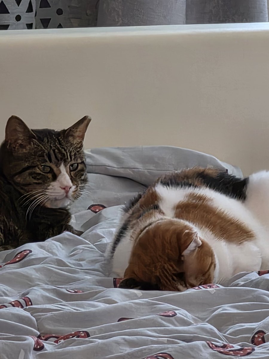 meowneow___'s tweet photo. 우리집 삼색이랑 고등어!!를 자랑합니도 https://t.co/Or1IFSOV6h