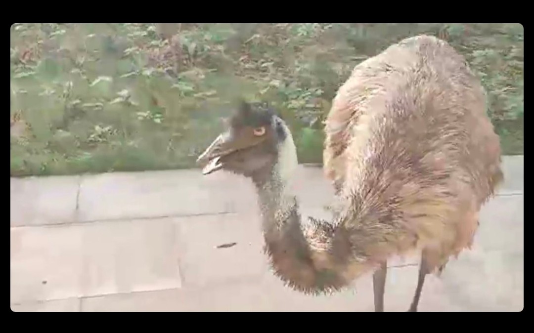 SuryapalY61087's tweet image. अयोध्या के बहू बेगम मकबरा परिसर में नजर आया (दुर्लभ पक्षी) आस्ट्रेलियन 'इमू'।
#Ayodhya #Bird
#Emu #UttarPradesh