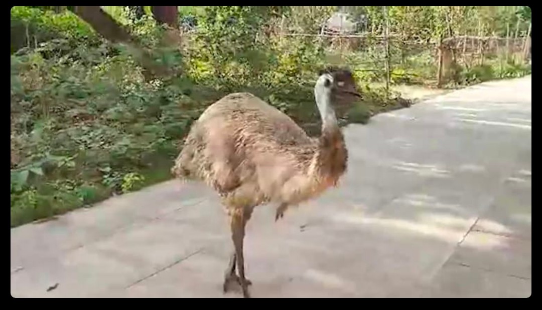 SuryapalY61087's tweet image. अयोध्या के बहू बेगम मकबरा परिसर में नजर आया (दुर्लभ पक्षी) आस्ट्रेलियन 'इमू'।
#Ayodhya #Bird
#Emu #UttarPradesh