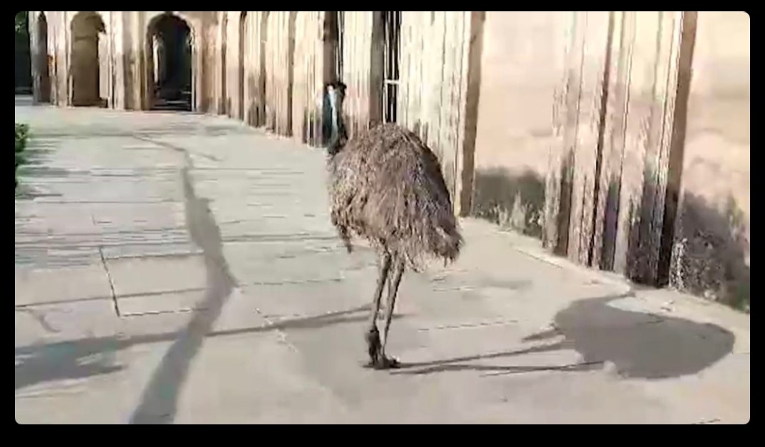 SuryapalY61087's tweet image. अयोध्या के बहू बेगम मकबरा परिसर में नजर आया (दुर्लभ पक्षी) आस्ट्रेलियन 'इमू'।
#Ayodhya #Bird
#Emu #UttarPradesh