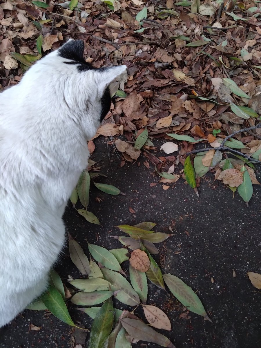 二人で蟻の行列観察してました🐈️🐜