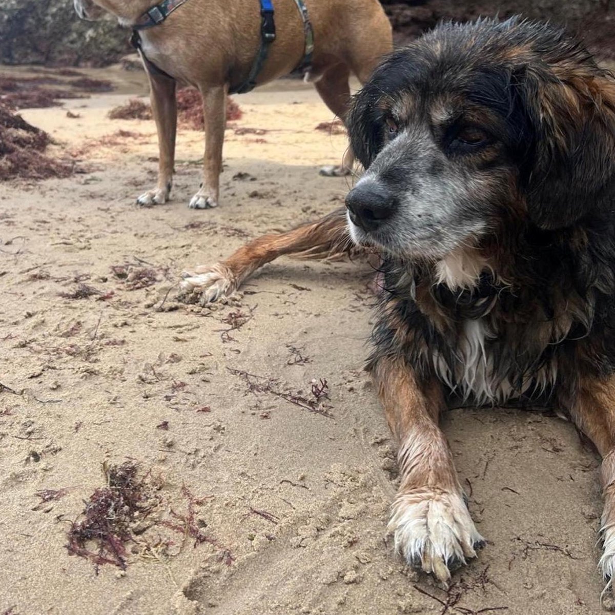 SOS Abuelos tweet media